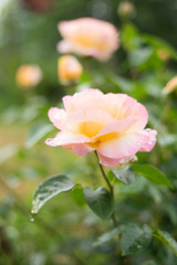 pink rose