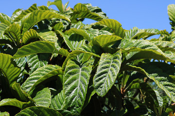 Green leaves of loquat tree with closeup for background