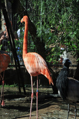 roter_Flamingo