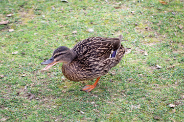 Portrait einer Ente, von Enten