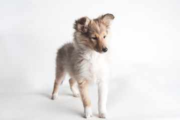 Sheltland Sheepdog's puppie in the studio