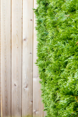 Cedar hedge and brown fence creates a boarder; green cedar bush along brown fence