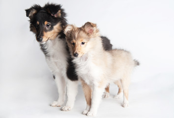Sheltland Sheepdog's puppie in the studio