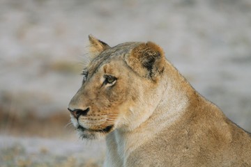 portrait d'une lionne dans la savane en Afrique du Sud