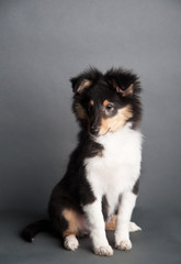 Sheltland Sheepdog's puppie in the studio