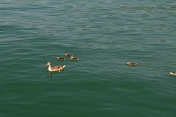 ducks in the water,lake,bird,animal,nature,wild,