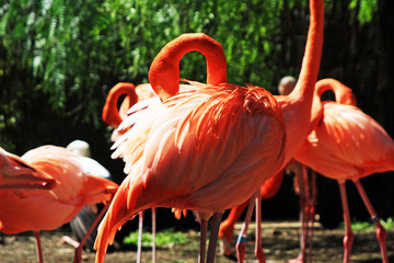 roter_Flamingo