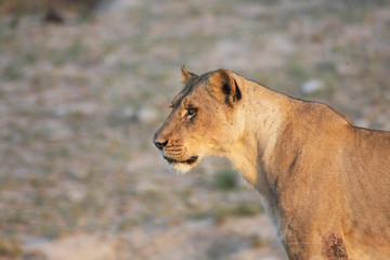 portrait d'une lionne dans la savane en Afrique du Sud