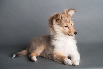 Sheltland Sheepdog's puppie in the studio
