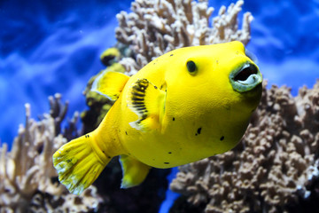 gelber Kugelfisch im Riff