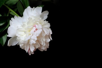 White peony flower on black background. Macro photo, copy space.