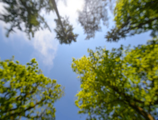 Shot of tall trees framing the sky in the middle. Bright green tree tops vertical on blue sky background. The forest trees tops vertical on blue sky. Forest view from below.