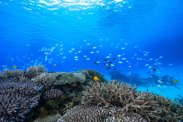 慶良間諸島、サンゴに群れる魚