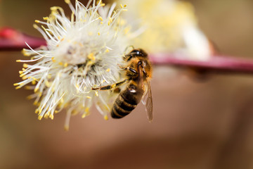 Biene beim Nektar sammeln