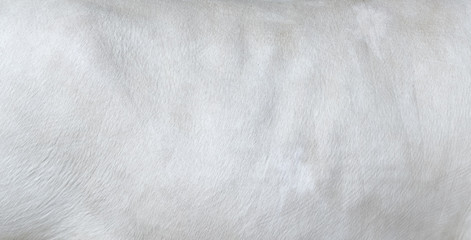 White hair cow skin - real genuine natural fur, free space for text. Cowhide close up. Texture of a...
