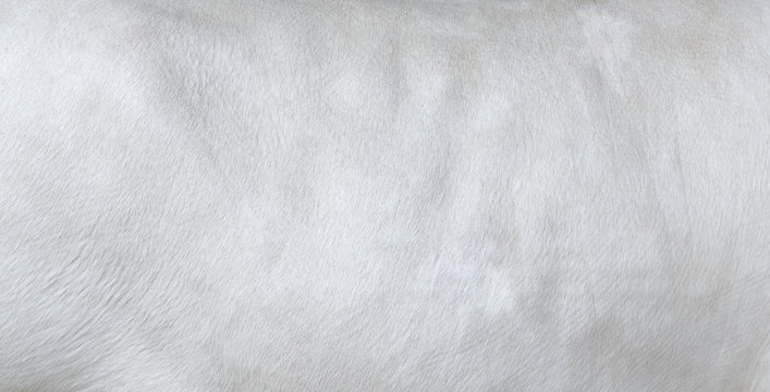 White Hair Cow Skin - Real Genuine Natural Fur, Free Space For Text. Cowhide Close Up. Texture Of A White Cow Coat. White Fur Background.