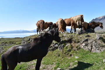 Beautiful wild Icelandic horses with mountains and a blue lake in background