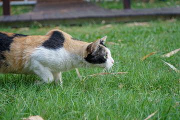 Female three colour (orange, white, black) on its wool is stare and stand on the grass feild.