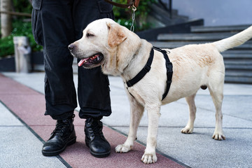 police dog in duty, finding the bomb in the event.