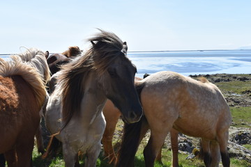 Obraz premium Beautiful wild Icelandic horses with mountains and a blue lake in background