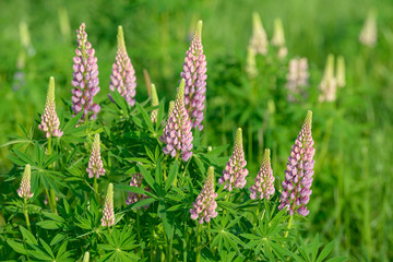 Lupinus, lupin, lupine field with pink purple and blue flowers. Bunch of lupines summer flower background