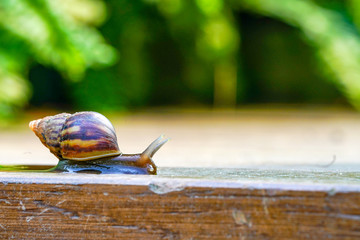 Close up little brown snail is slowly moving on the wooden plate