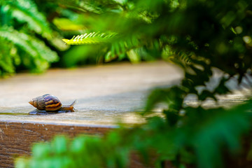 Close up little brown snail is slowly moving on the wooden plate