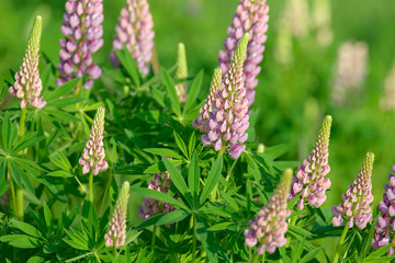 Lupinus, lupin, lupine field with pink purple and blue flowers. Bunch of lupines summer flower background