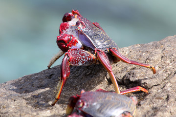 rote_Klippenkrabbe