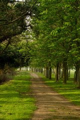 Fototapeta premium Nature