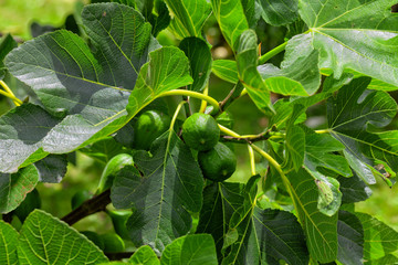 Fototapeta premium A fig tree with figs ripening