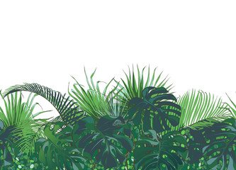 Naklejki  Vector Tropical palms, plants, leaf, foliage, monstera