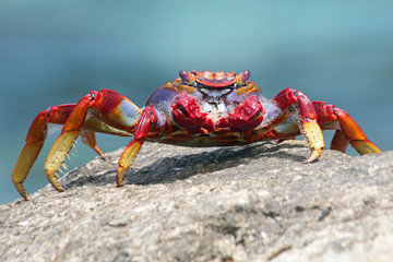 rote_Klippenkrabbe