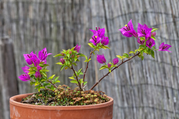 A bonsai bougainvillea with lilac flowers