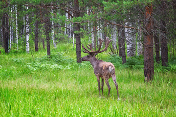 Young buck of northern forest deer