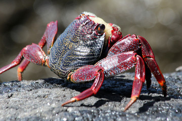 rote_Klippenkrabbe