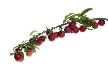 Wild red plums with leaves and twigs, isolated on white background
