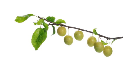 Wild yellow plums with leaves and twigs, isolated on white background