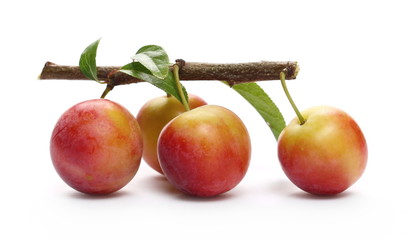 Wild red plums with leaves and twigs, isolated on white background