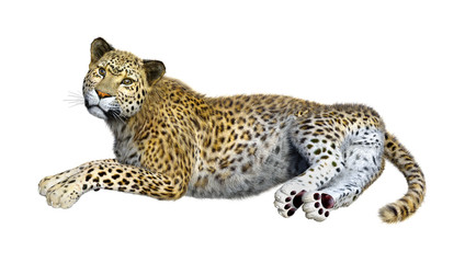 3D Rendering Big Cat Leopard on White