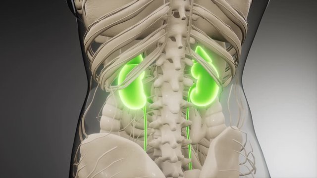 3d rendered medically accurate illustration of the kidneys
