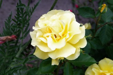 róża, ogród, kwiat, żółty, roślina