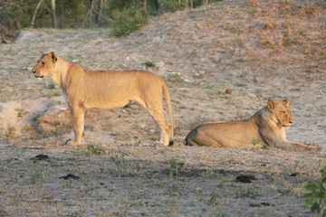 des lionnes dans la savane en Afrique du Sud