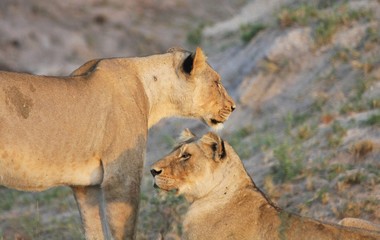 des lionnes dans la savane en Afrique du Sud