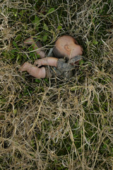 old weathered doll on grass