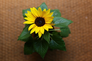 Sunflower in a pot with strong colors