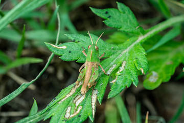 메뚜기