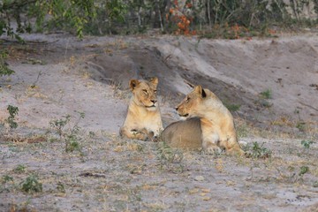 des lionnes dans la savane en Afrique du Sud