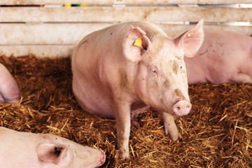 American yorkshire female pigs in pen