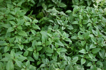 Fototapeta na wymiar fresh basil plant leaves